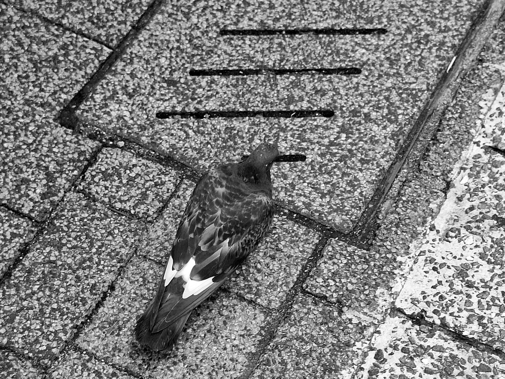 石畳の上にいる鳩の白黒写真
